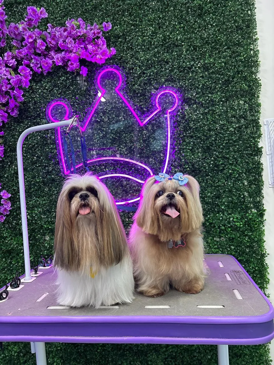Dupla de pets após receber os cuidados da Authay