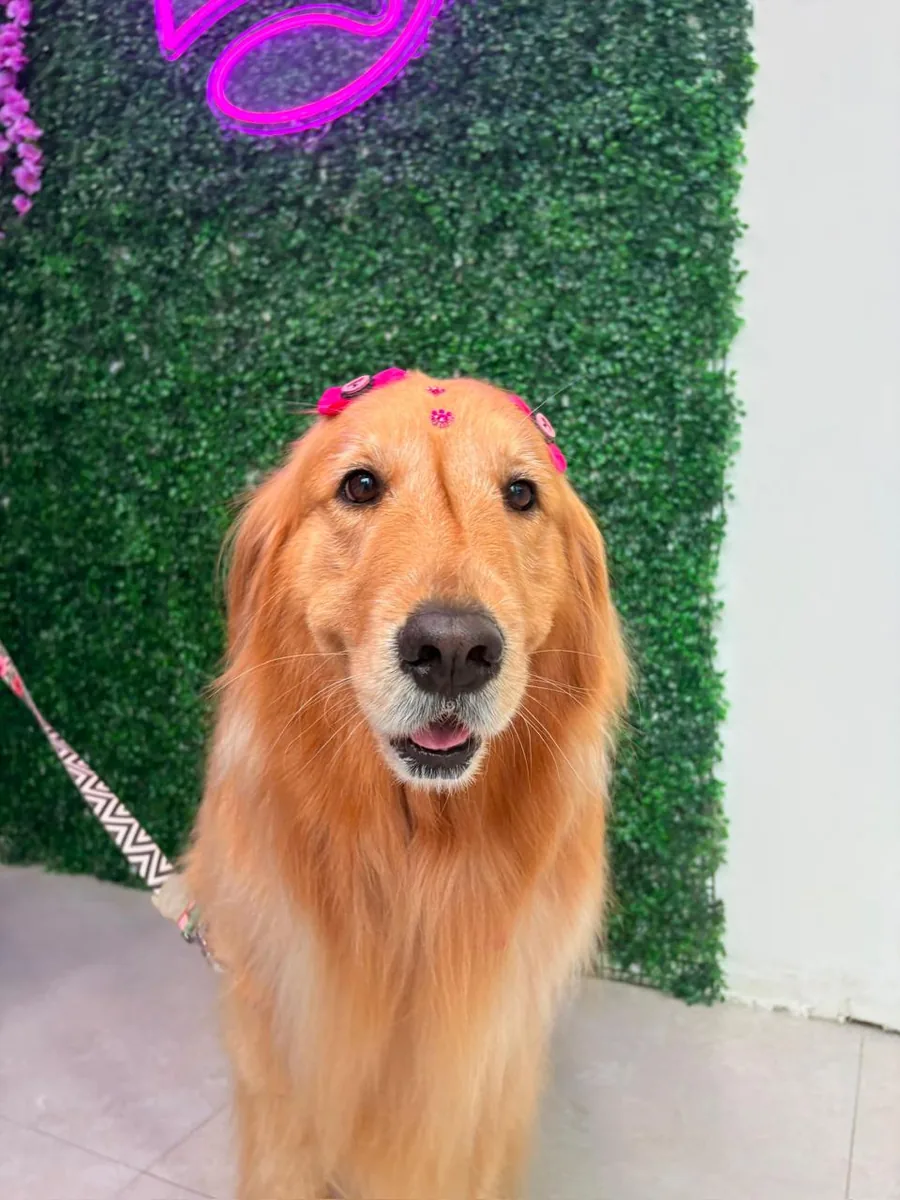 Golden retriever após receber os cuidados da Authay