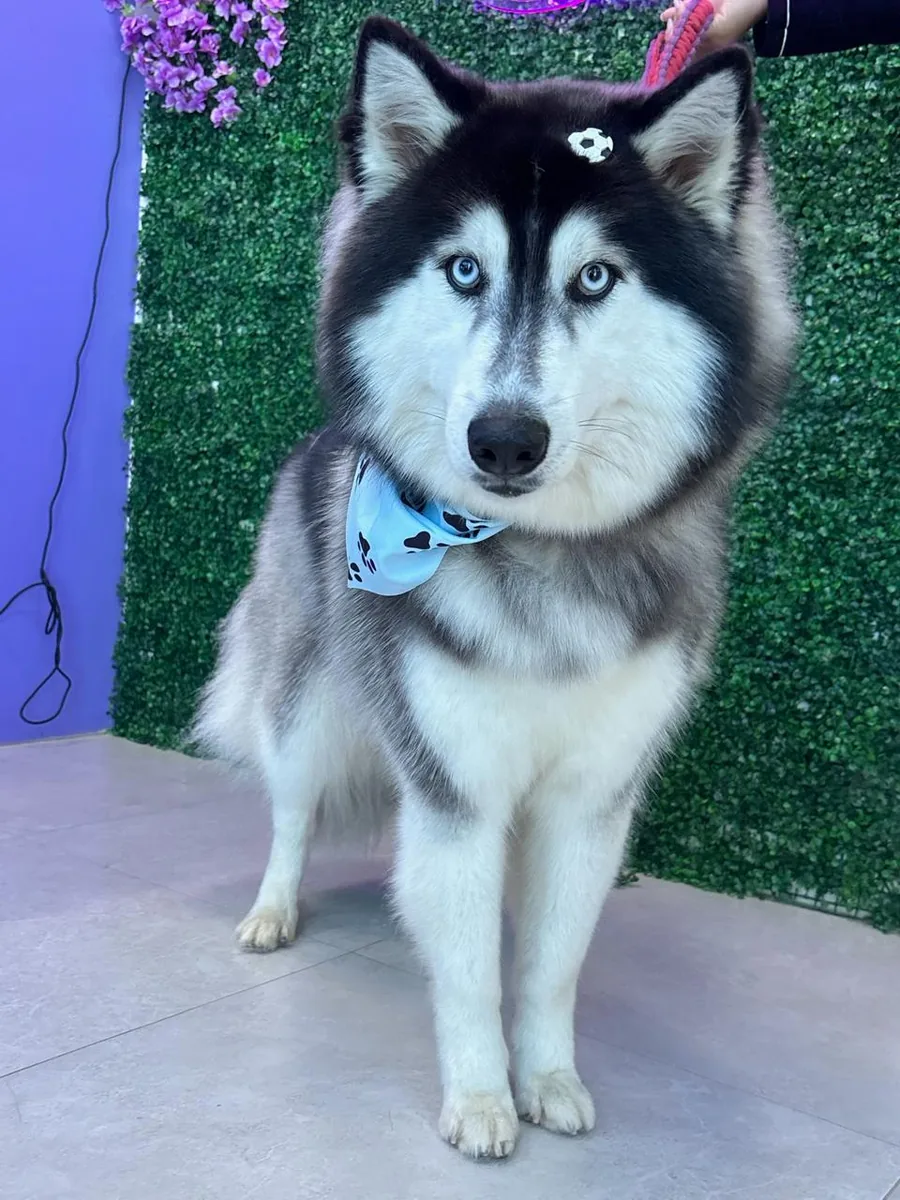 Husky após banho e cuidados na Authay