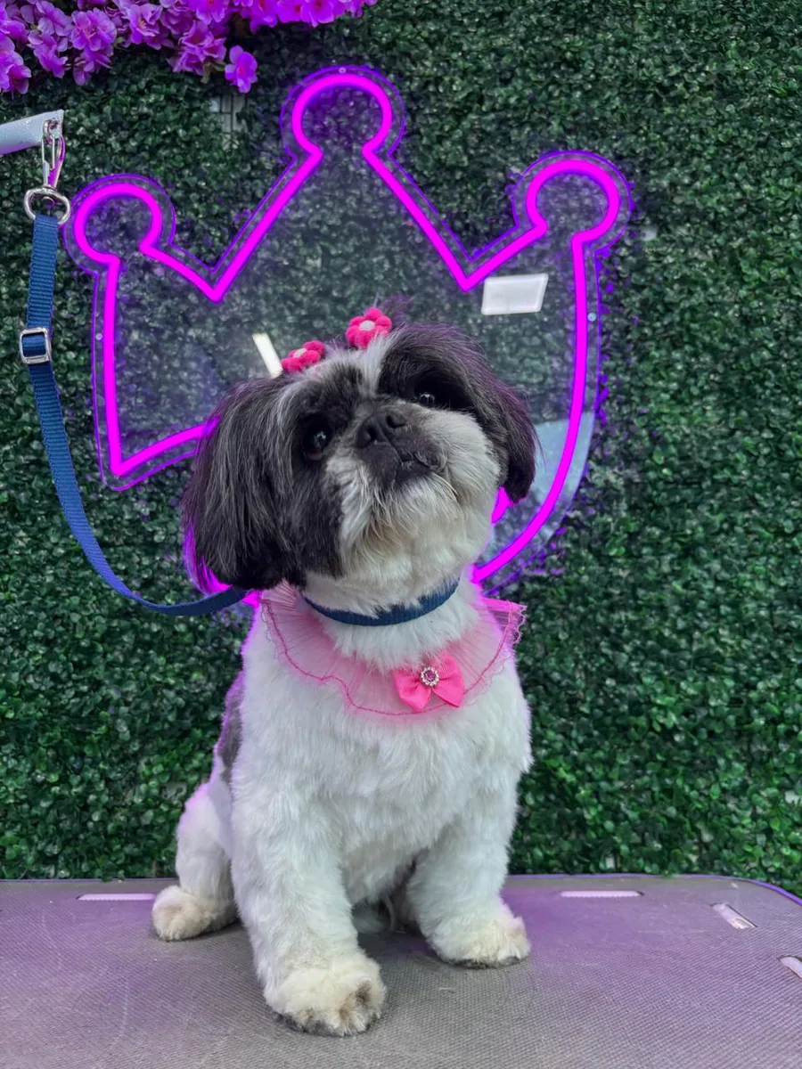 Pet com laços cor-de-rosa após receber os cuidados da Authay