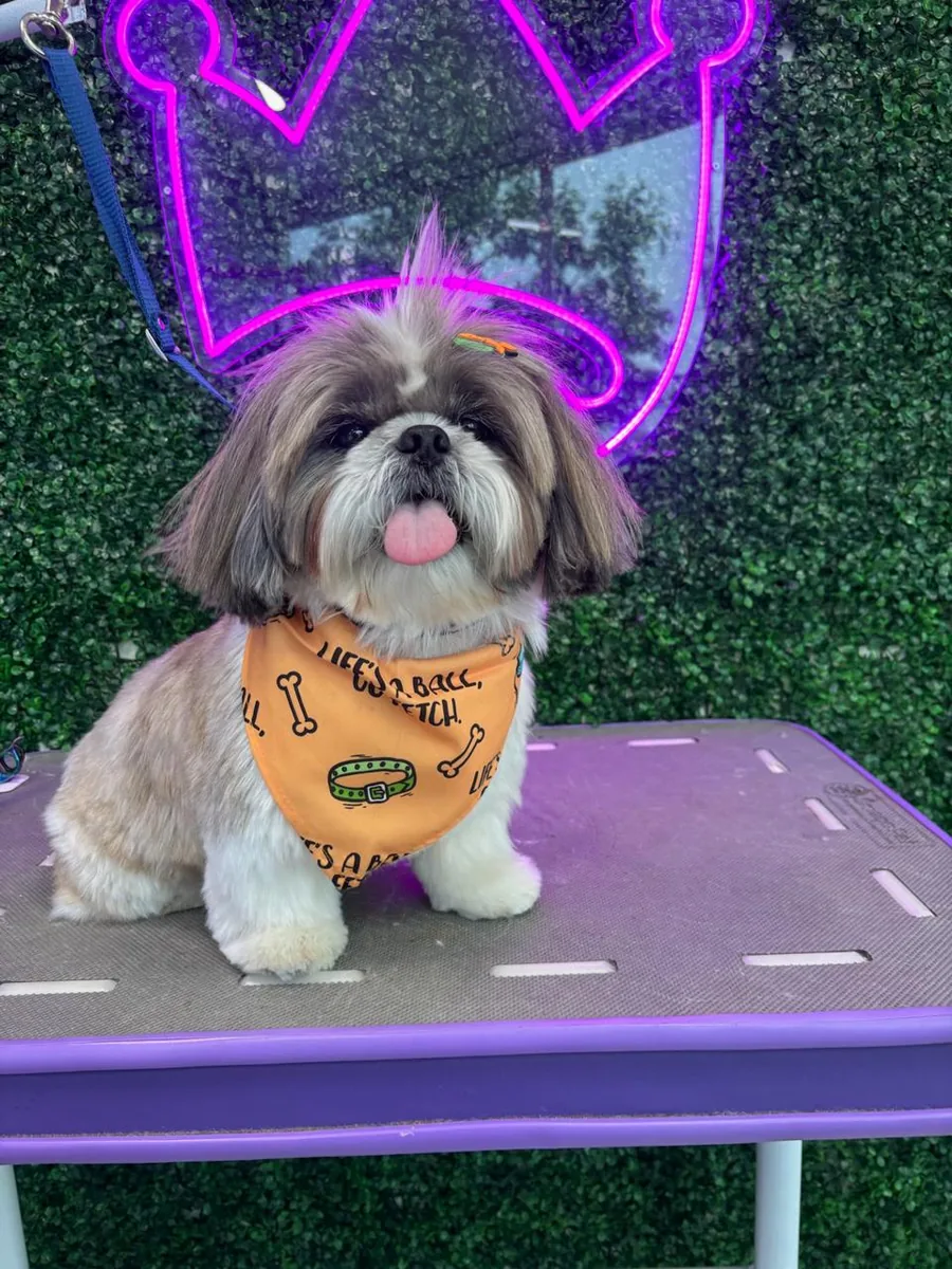 Pet com bandana laranja após banho e tosa na Authay