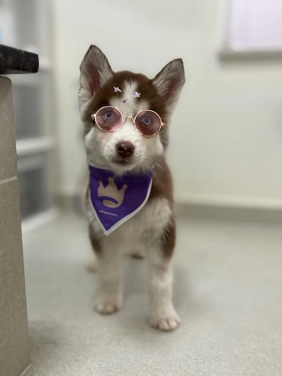 Filhote com bandana da Authay após receber cuidados